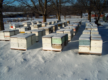 A view of our hives being collected, in preparation for the trip to california, for pollination of almond trees.